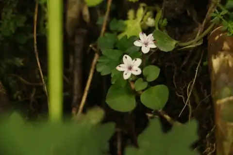 Foto dokumenter Lysimachia prolifera