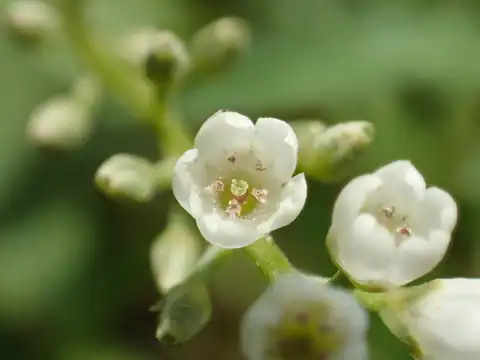 Foto dokumenter Lysimachia fortunei