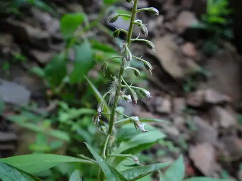 Foto dokumenter Lysimachia decurrens