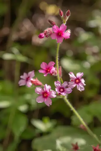 Foto dokumenter Primula mollis