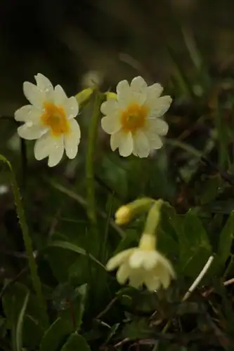Foto dokumenter Primula dickieana