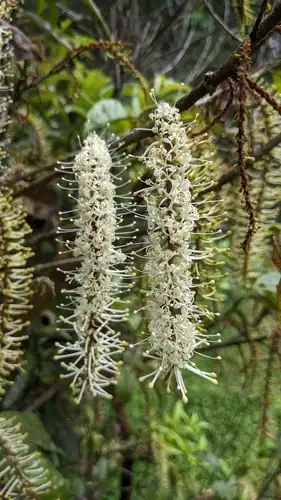 Foto dokumenter Helicia formosana