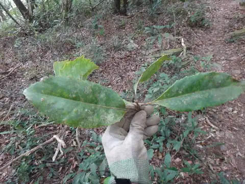 Foto dokumenter Helicia rengetiensis