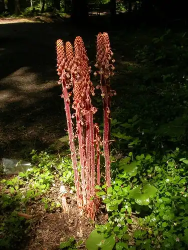 Foto dokumenter Pterospora andromedea