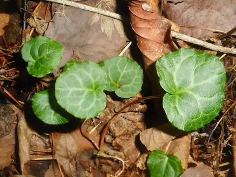 Foto dokumenter Pyrola renifolia