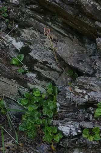 Foto dokumenter Pyrola morrisonensis