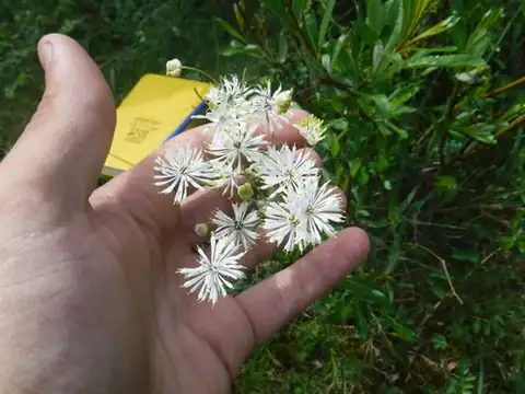 Foto dokumenter Thalictrum petaloideum