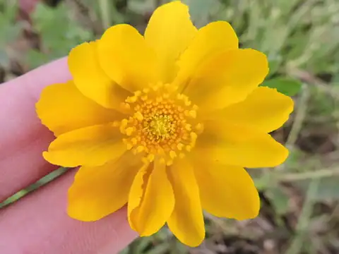 Foto dokumenter Ranunculus macranthus