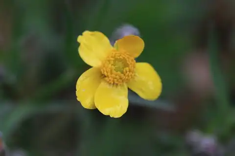 Foto dokumenter Ranunculus austro-oreganus