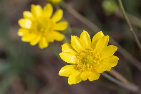 Foto dokumenter Ranunculus canus