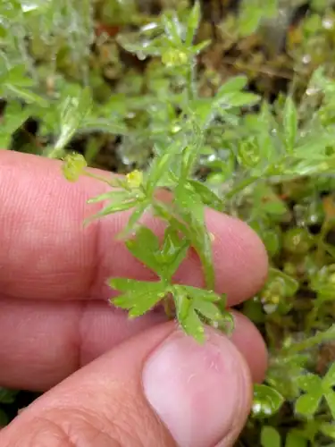 Foto dokumenter Ranunculus hebecarpus