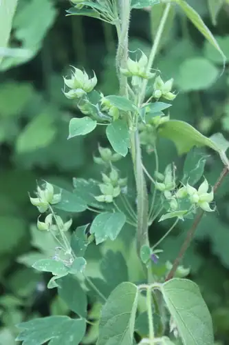 Foto dokumenter Thalictrum confine
