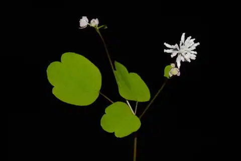 Foto dokumenter Thalictrum mirabile