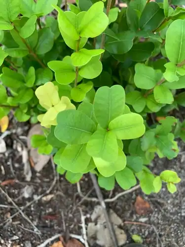 Foto dokumenter Reynosia septentrionalis