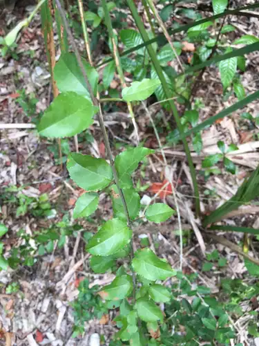 Foto dokumenter Sageretia minutiflora