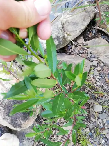 Foto dokumenter Noltea africana