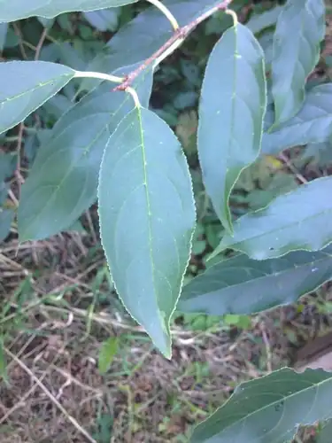 Foto dokumenter Rhamnus utilis