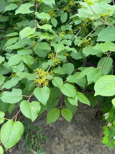 Foto dokumenter Rhamnus arguta