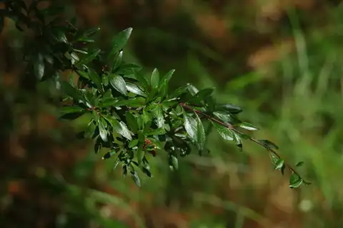Foto dokumenter Rhamnus parvifolia