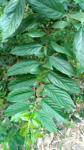 Foto dokumenter Rhamnus formosana