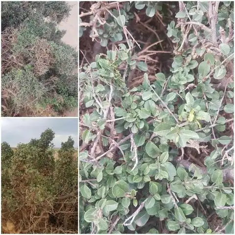 Foto dokumenter Rhamnus maximovicziana