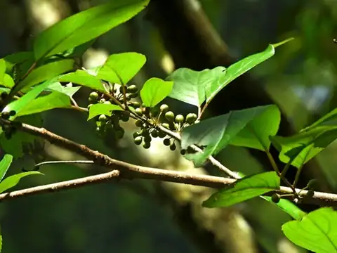 Foto dokumenter Rhamnus nakaharae