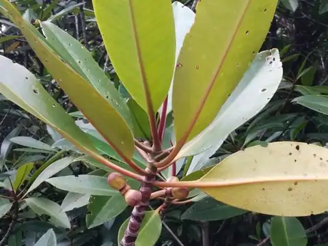 Foto dokumenter Rhizophora apiculata