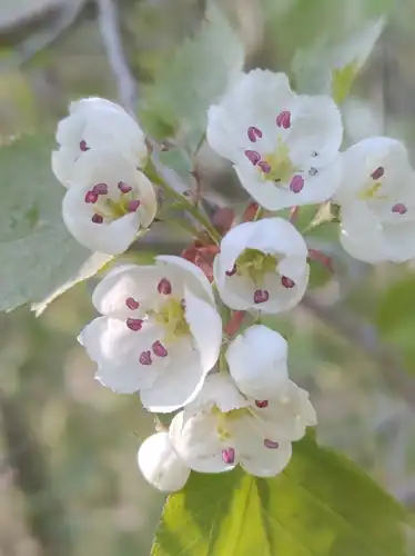 Foto dokumenter Crataegus populnea