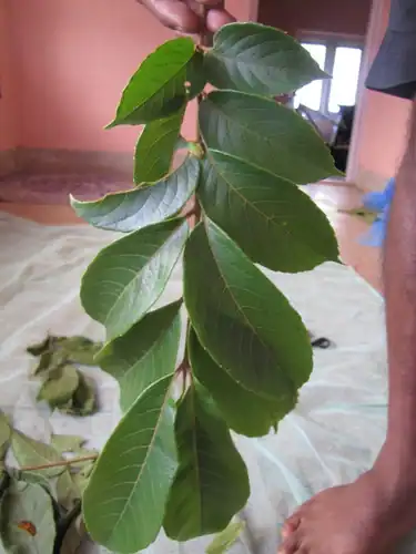 Foto dokumenter Meliosma pinnata