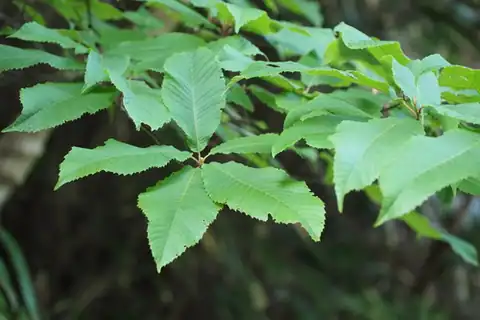 Foto dokumenter Meliosma myriantha