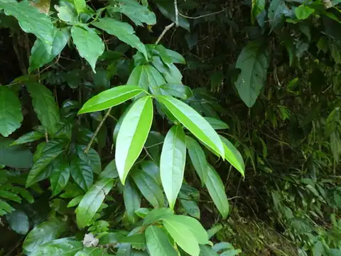 Foto dokumenter Sabia limoniacea