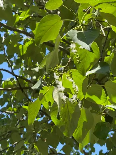 Foto dokumenter Populus pseudomaximowiczii