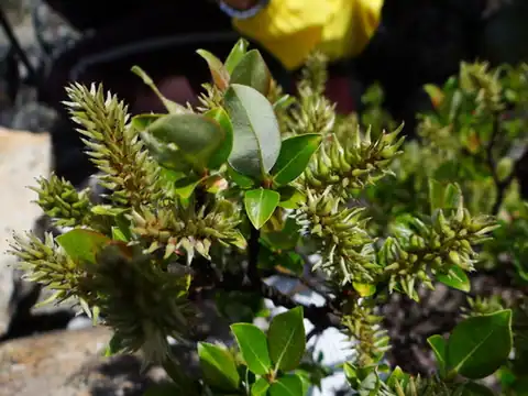 Foto dokumenter Salix taiwanalpina