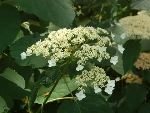 Foto dokumenter Hydrangea radiata