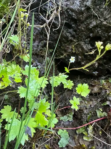 Foto dokumenter Sullivantia oregana