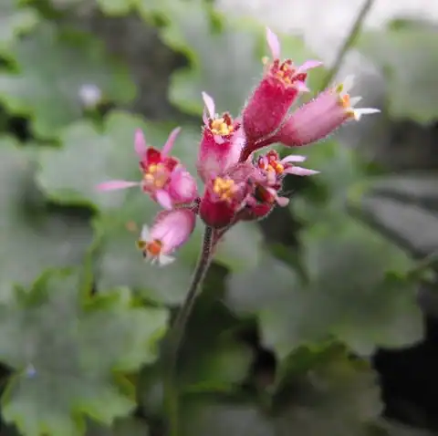 Foto dokumenter Heuchera abramsii