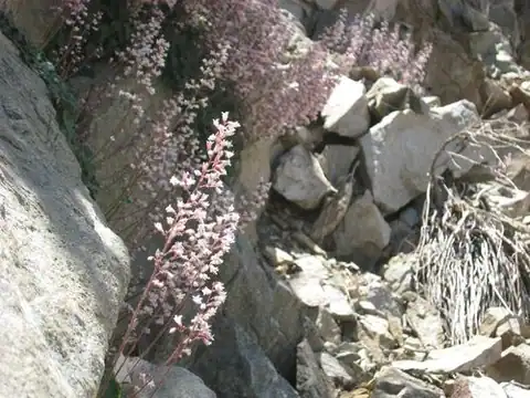 Foto dokumenter Heuchera elegans