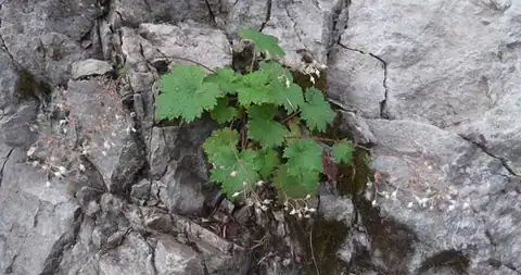 Foto dokumenter Heuchera glabra