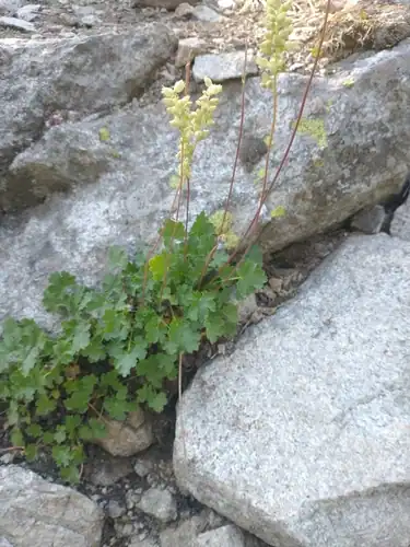 Foto dokumenter Heuchera grossulariifolia