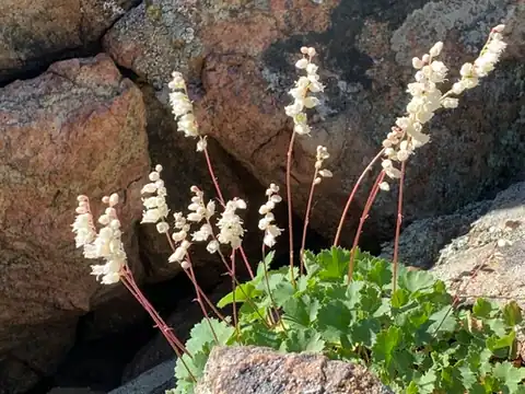 Foto dokumenter Heuchera hallii