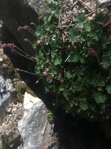 Foto dokumenter Heuchera parishii