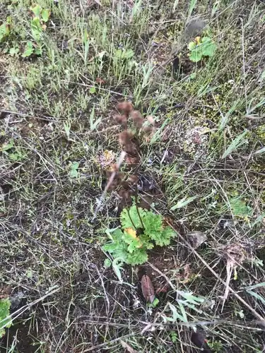 Foto dokumenter Jepsonia malvifolia