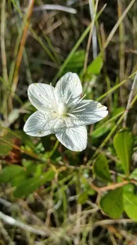 Foto dokumenter Parnassia caroliniana