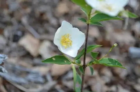 Foto dokumenter Philadelphus hirsutus