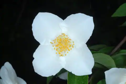 Foto dokumenter Philadelphus inodorus