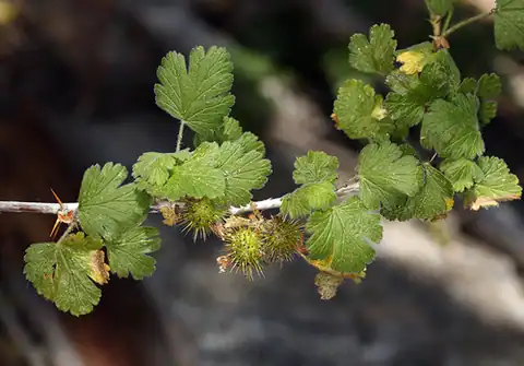 Foto dokumenter Ribes binominatum