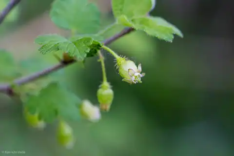 Foto dokumenter Ribes cynosbati