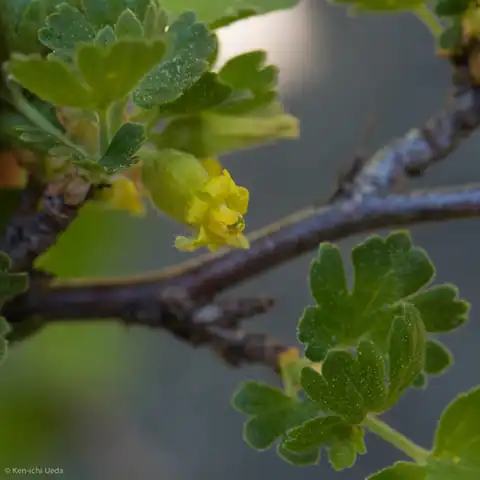 Foto dokumenter Ribes lasianthum