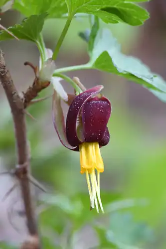 Foto dokumenter Ribes marshallii