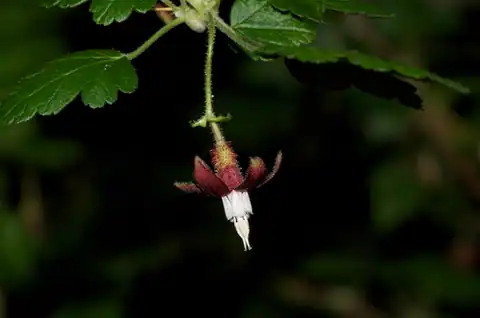 Foto dokumenter Ribes menziesii